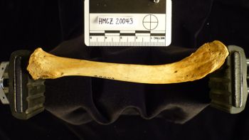 Media type: image;   Mammalogy 20043
